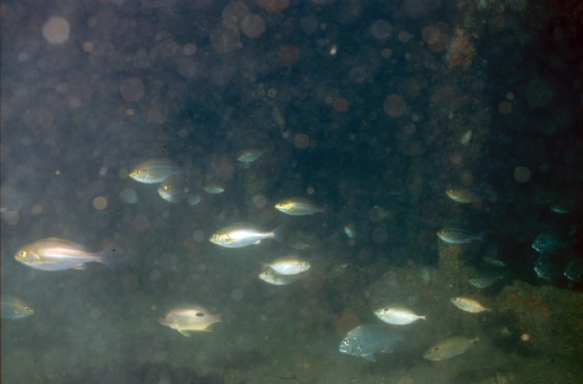 Underwater photo of fish found in artificial reef