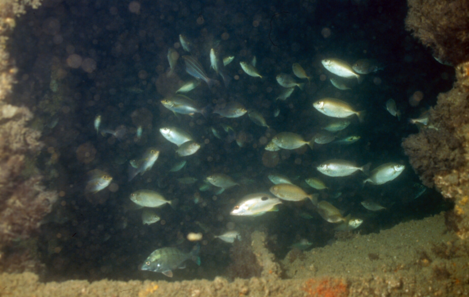 Underwater photo of fish found in artificial reef