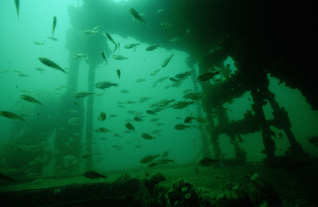 Underwater photo of fish in artificial reef