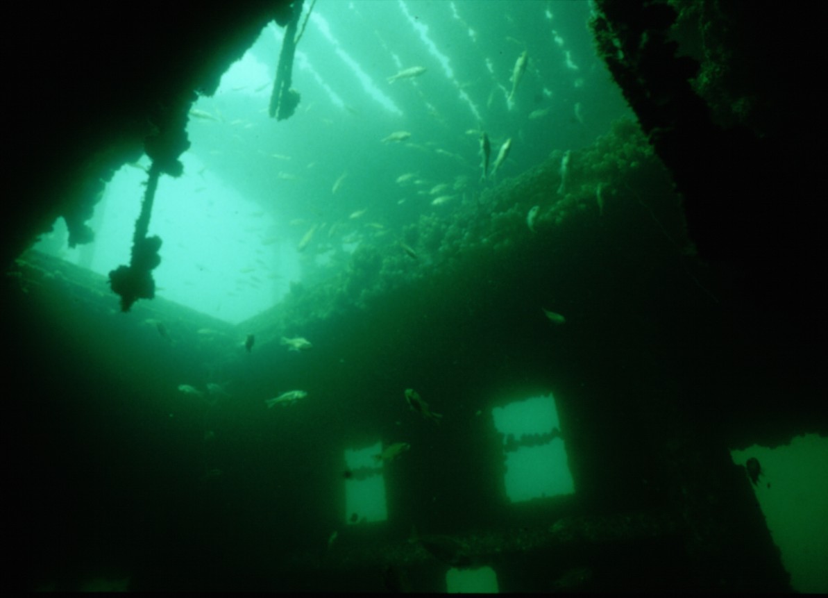 Underwater photo of fish in artificial reef