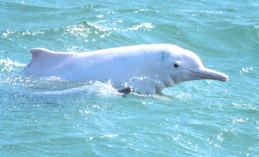 Photo of Chinese White Dolphin