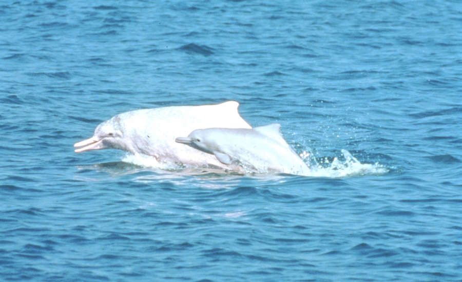 Photo of Chinese White Dolphin