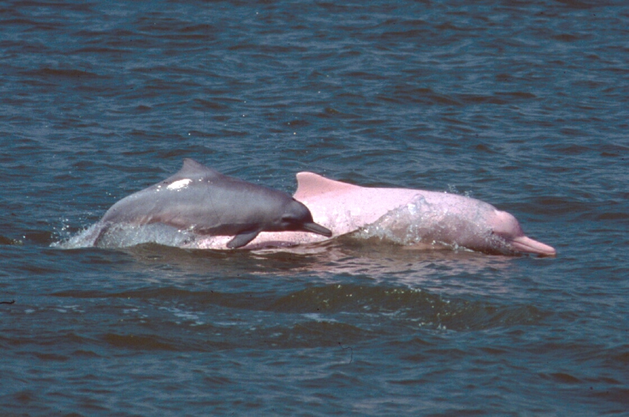 Photo of Chinese White Dolphin