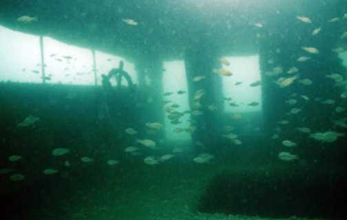 Underwater photo of fish in artificial reef