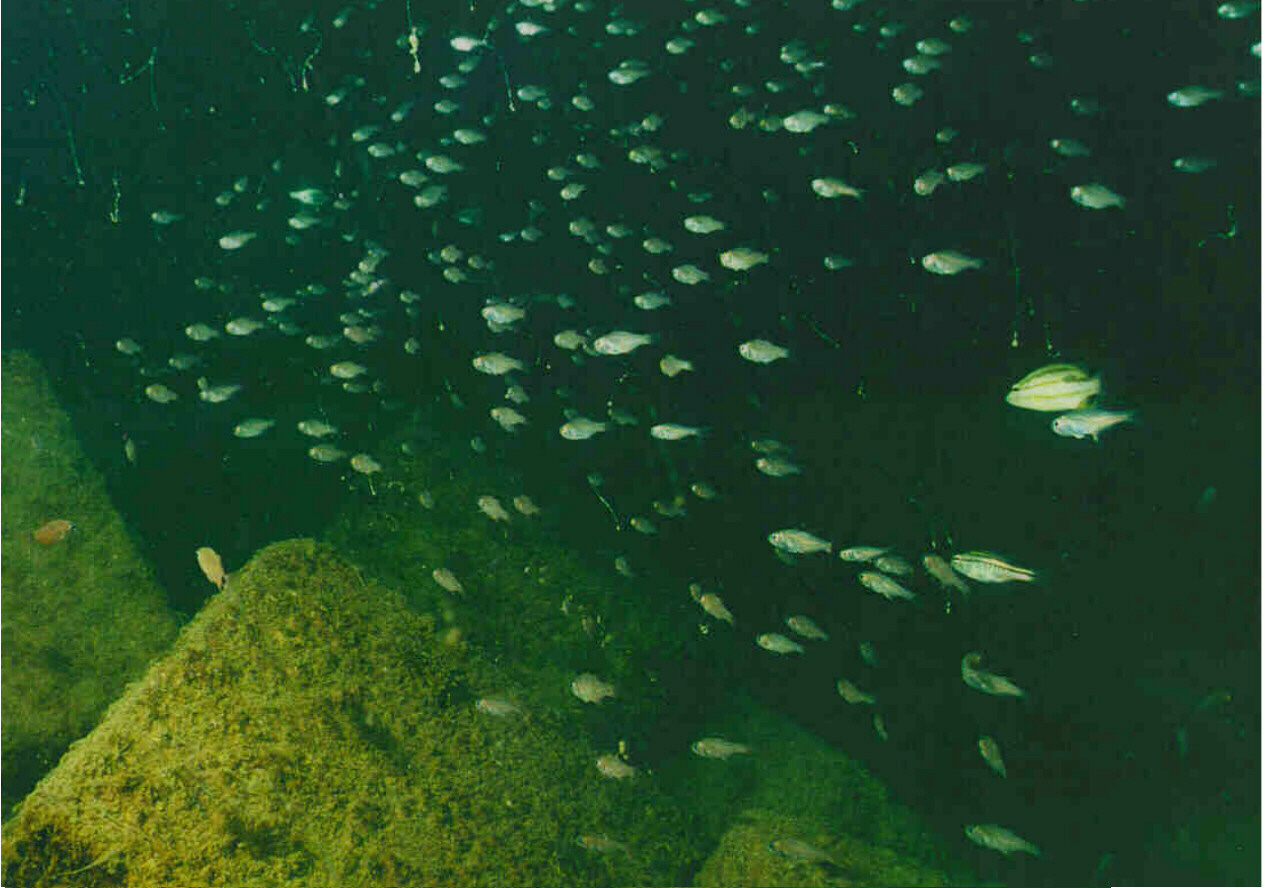 Underwater photo of fish in artificial reef