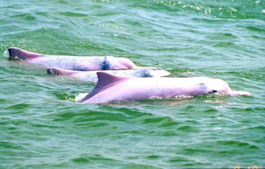 Photo of Chinese White Dolphin